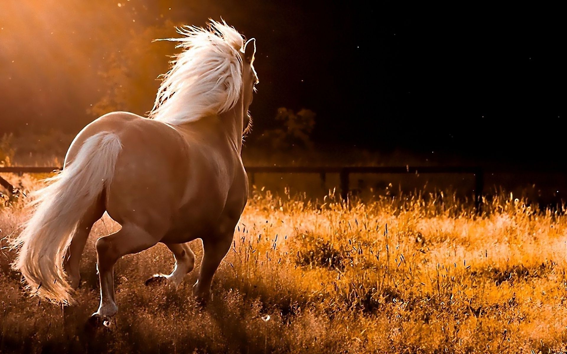 cavalos cavalaria cavalo mare natureza mamífero ao ar livre grama fazenda campo garanhão sozinho pôr do sol criação de cavalos pasto amanhecer