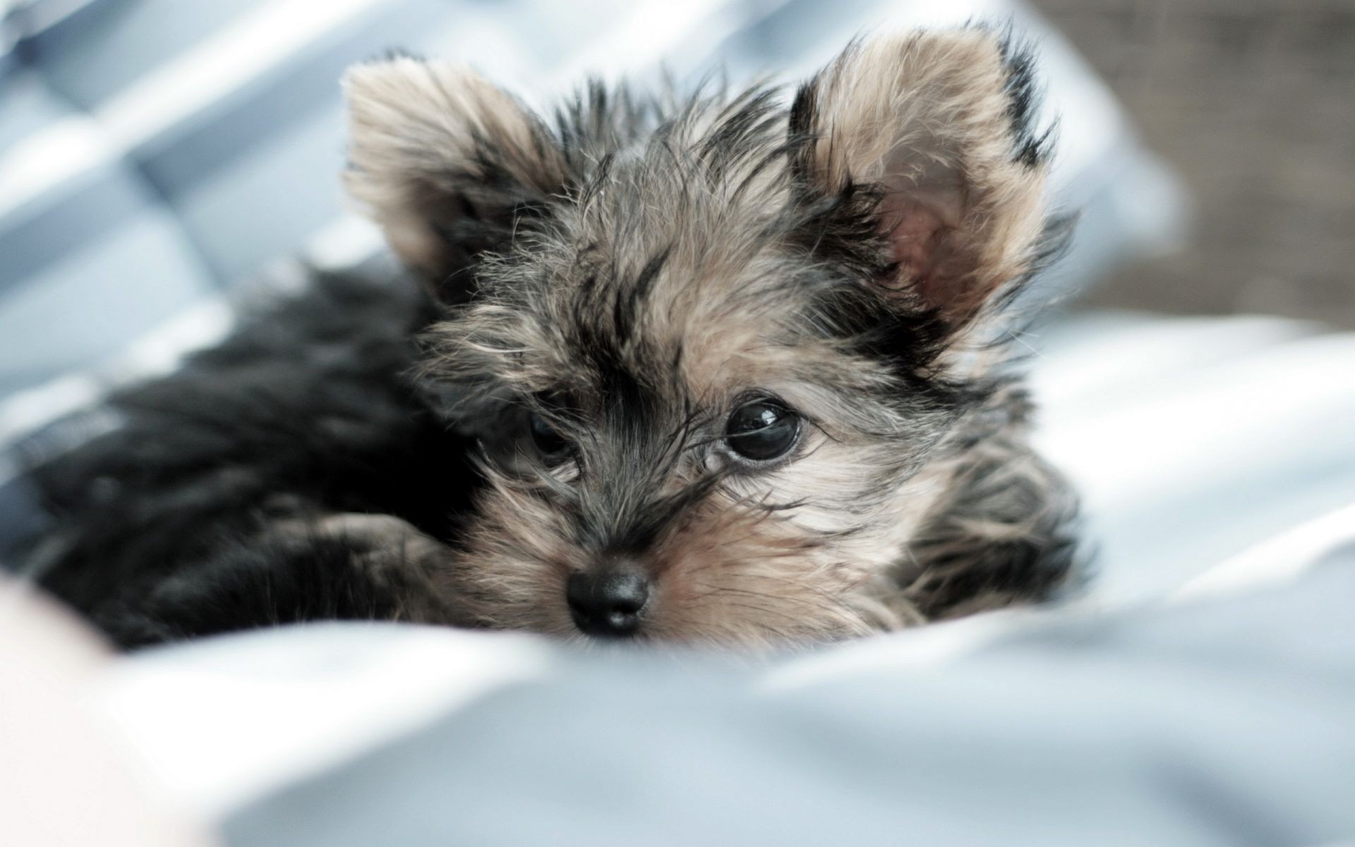 hund niedlich haustier tier säugetier fell hund wenig inländische porträt ansicht junge hundespezialist flaumig welpe auge liebenswert haare