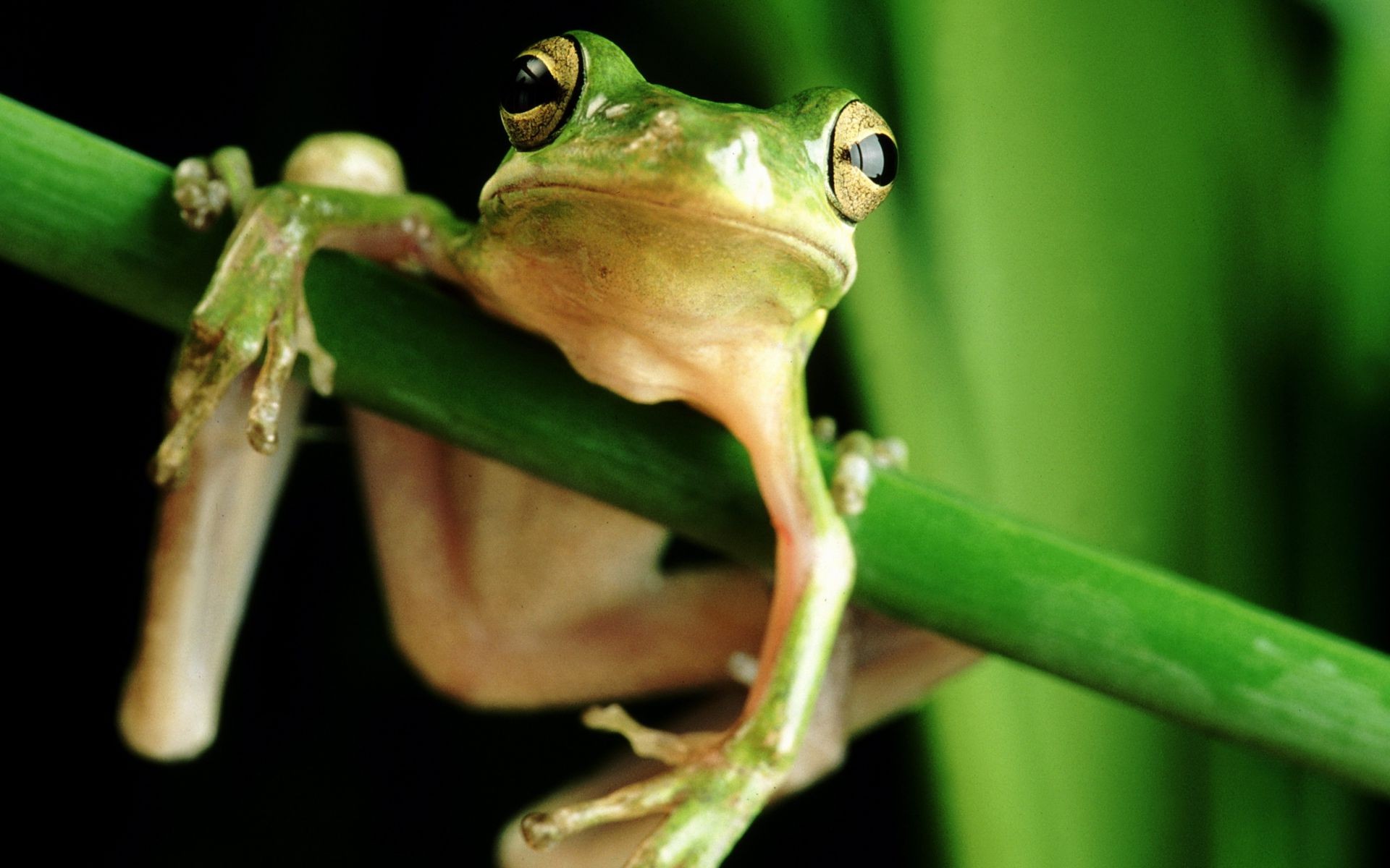 répteis e rãs sapo anfíbios vida selvagem natureza folha pegajoso chuva gadget hyla informações animal sozinho floresta tropical olho mucoso ao ar livre