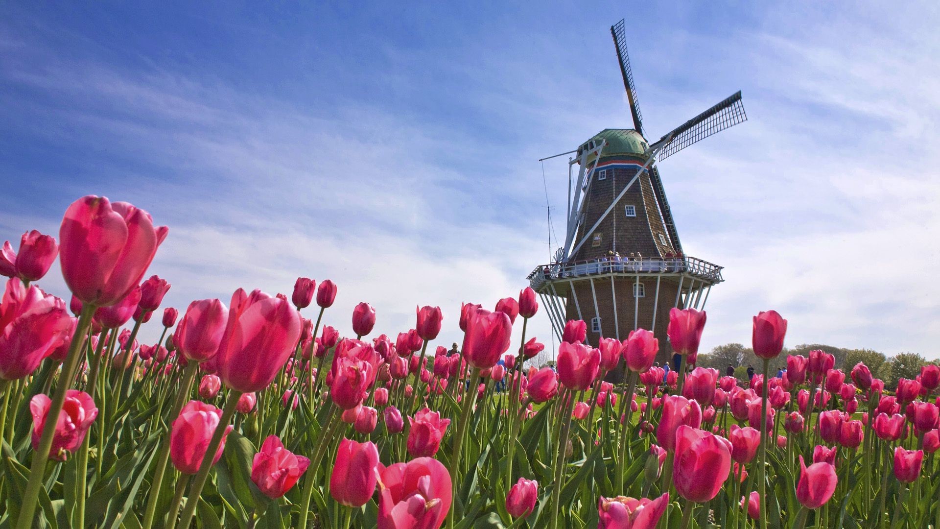 tulpen tulpe blume natur garten flora feld sommer im freien ostern blatt farbe gras hell jahreszeit blumen gutes wetter park