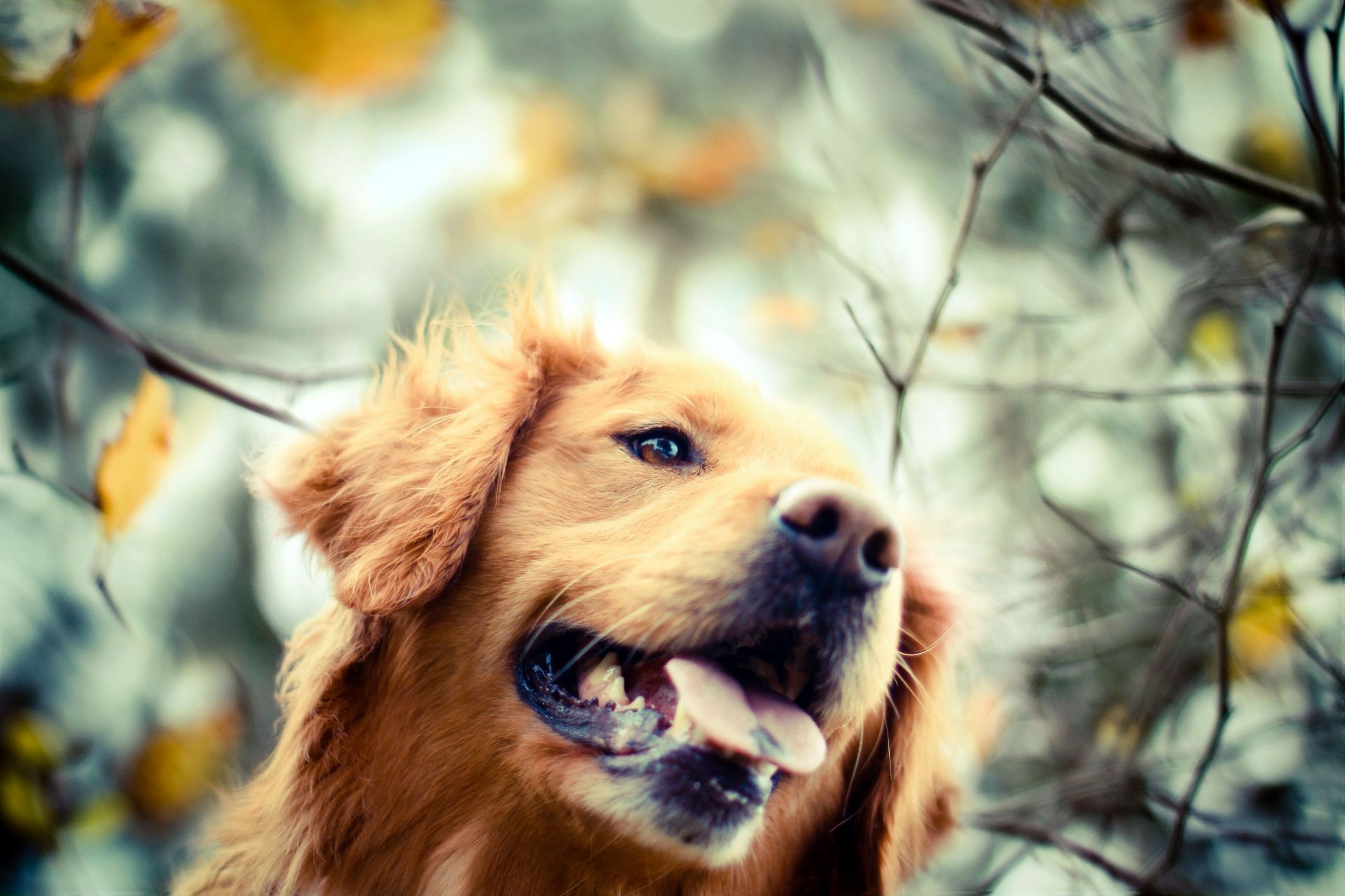 dogs mammal portrait pet dog animal cute fur outdoors canine nature