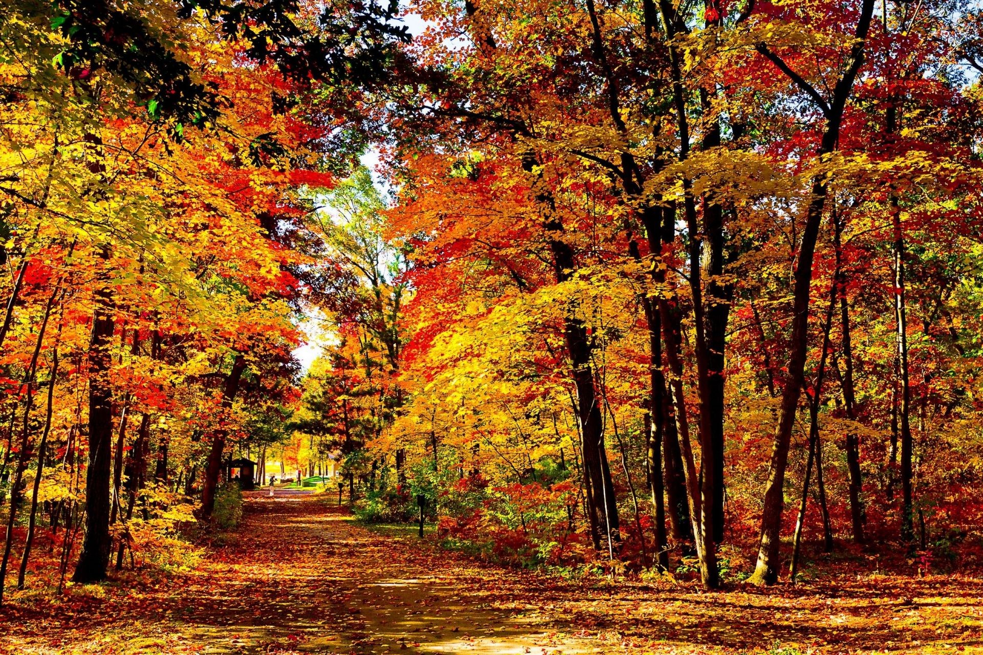 autumn fall leaf tree maple wood park landscape season nature scenery scenic road gold scene environment bright guidance alley branch fair weather