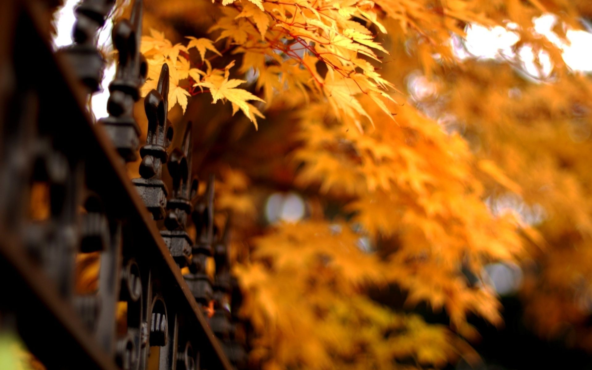 autunno autunno luce albero foglia legno oro all aperto stagione paesaggio parco