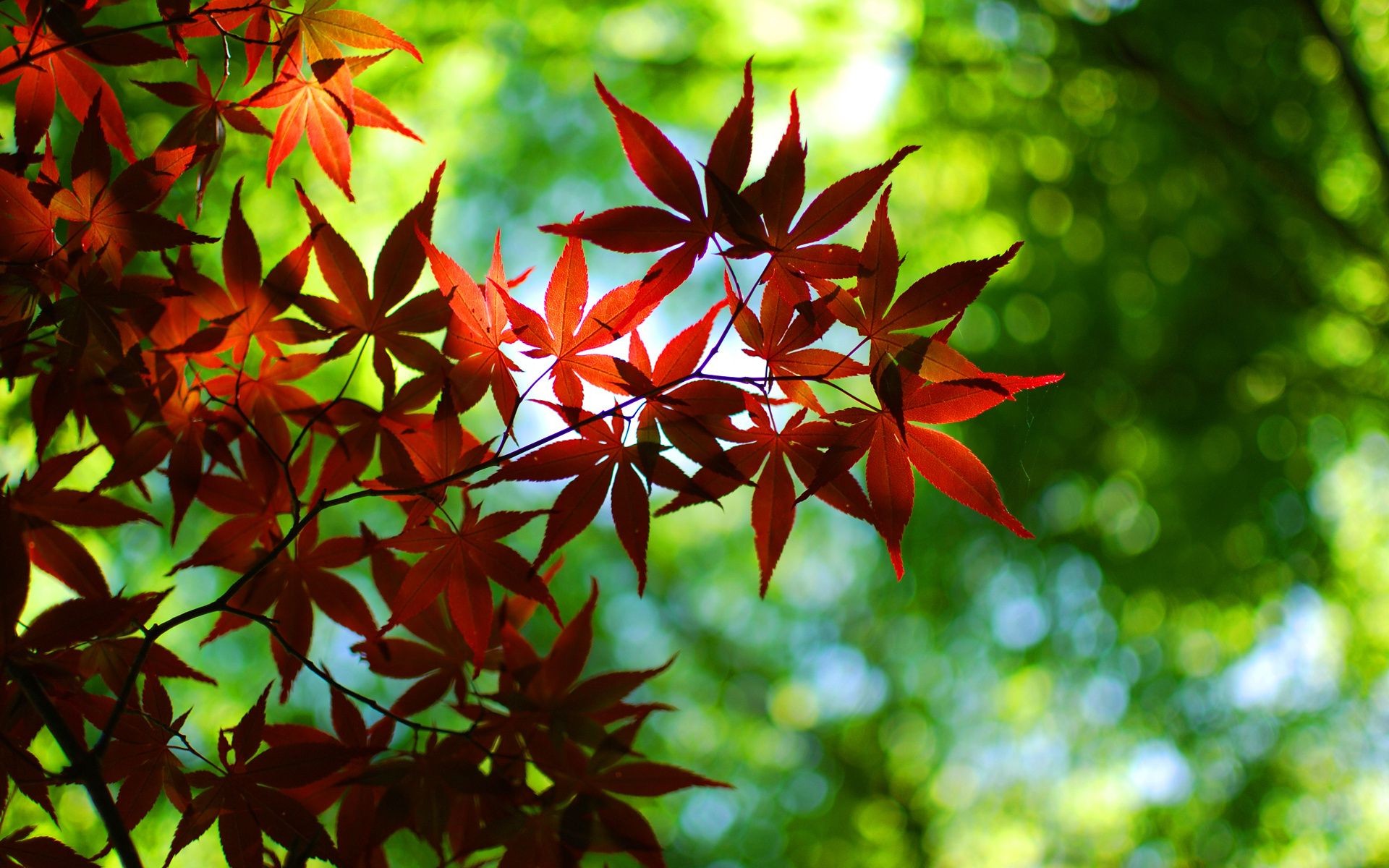 plantas folha natureza brilhante flora verão árvore exuberante outono