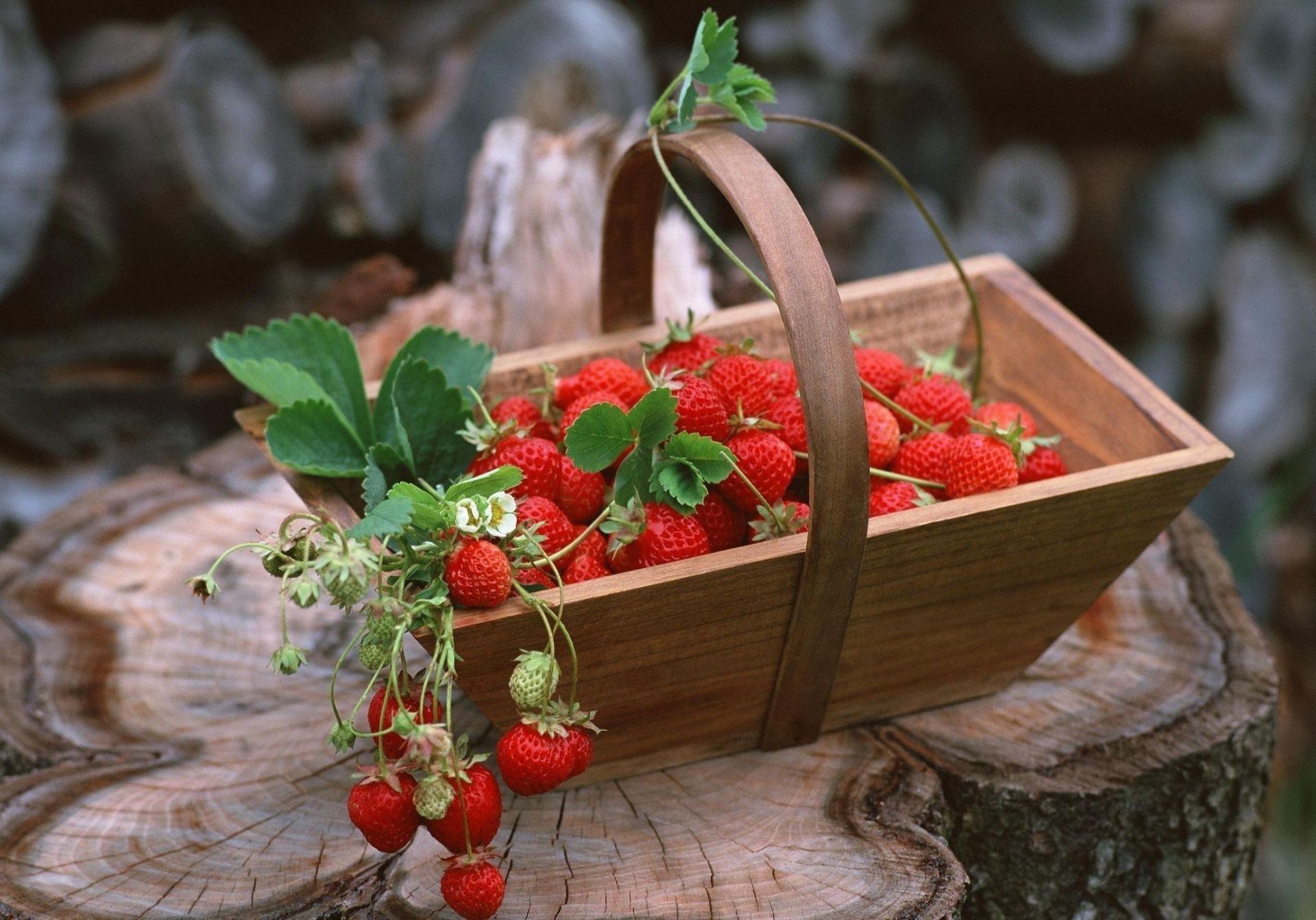 bagas frutas comida baga de madeira saudável folha madeira crescer ainda vida cesta pasto saúde suculento rústico jardim natureza tabela vegetal morango