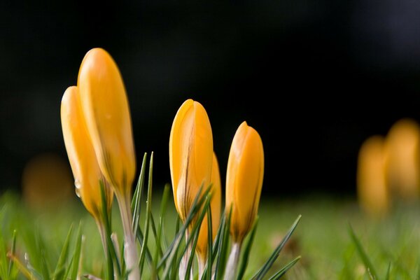 Macro photography. Orange flowers. Nature