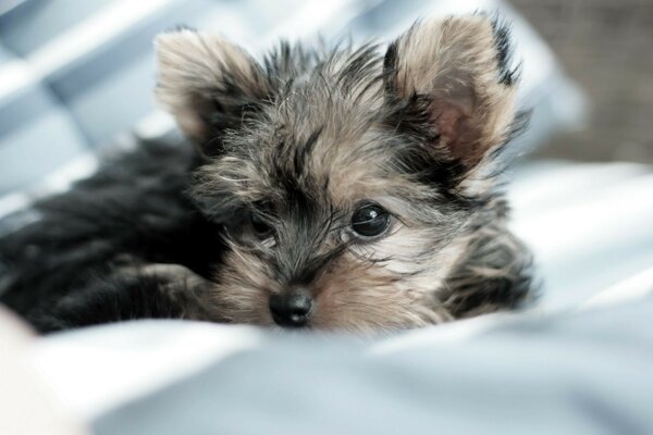 Pequeño perrito peludo lindo