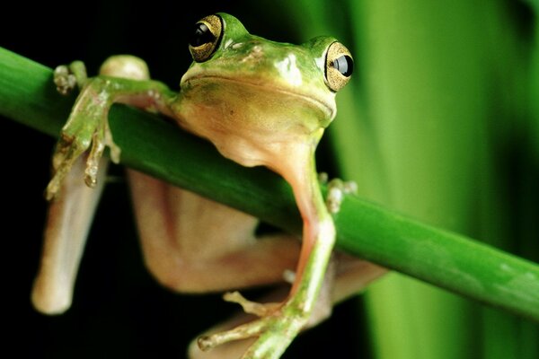 Funny frog hung on the grass