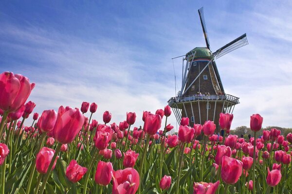 Moulin solitaire autour de fleurs rouges