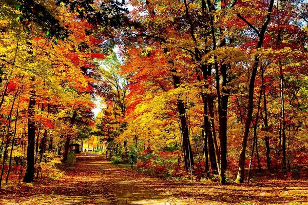 Foglia gialla caduta autunno bellezza