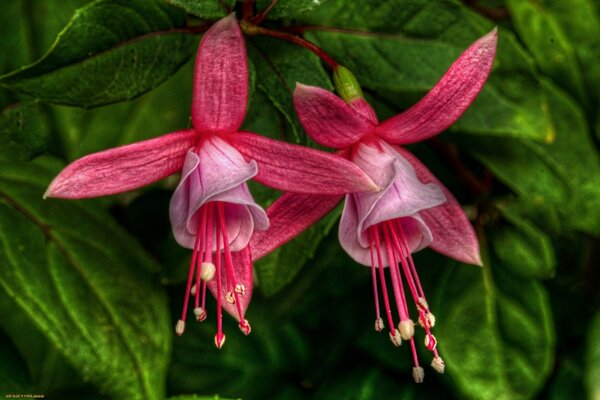 Foto de hermosas flores rojas en el fondo de las hojas