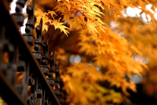 Leaves, trees and light in autumn