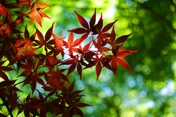 Macrophotographie. Feuilles rouges. Nature. Flore