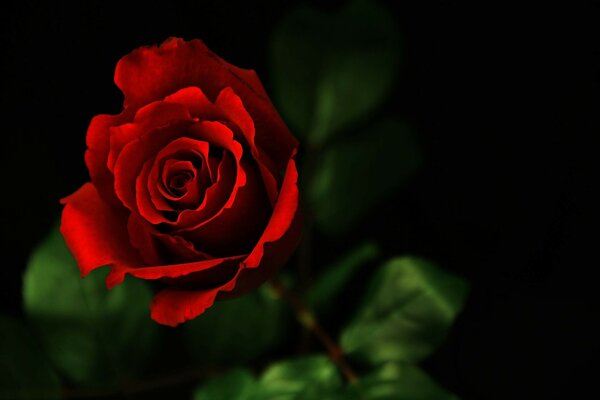 Hermosa rosa roja. Romántico