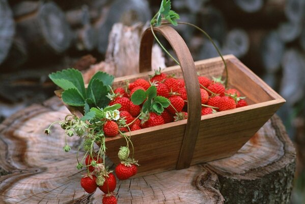 水果在篮子里浆果的形式的照片