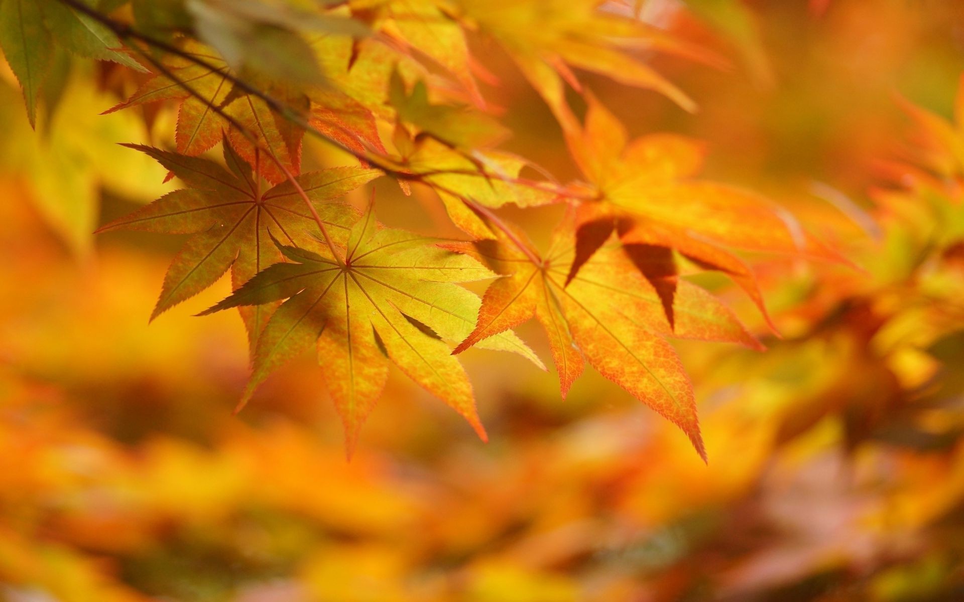 leaves leaf fall maple nature flora season bright color tree park outdoors lush wood fair weather garden vibrant branch