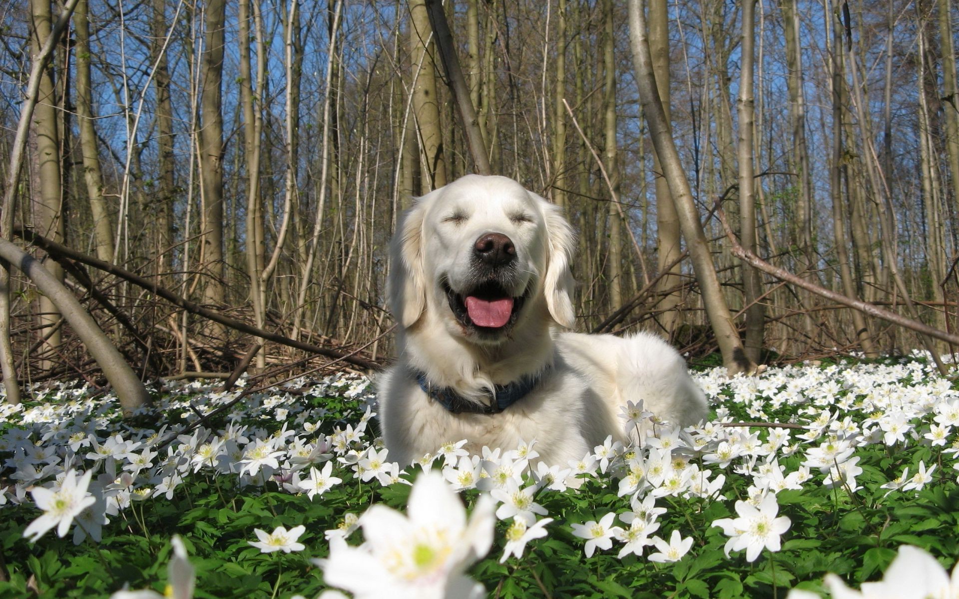 cani natura fiore parco foglia legno all aperto erba bel tempo albero giardino stagione