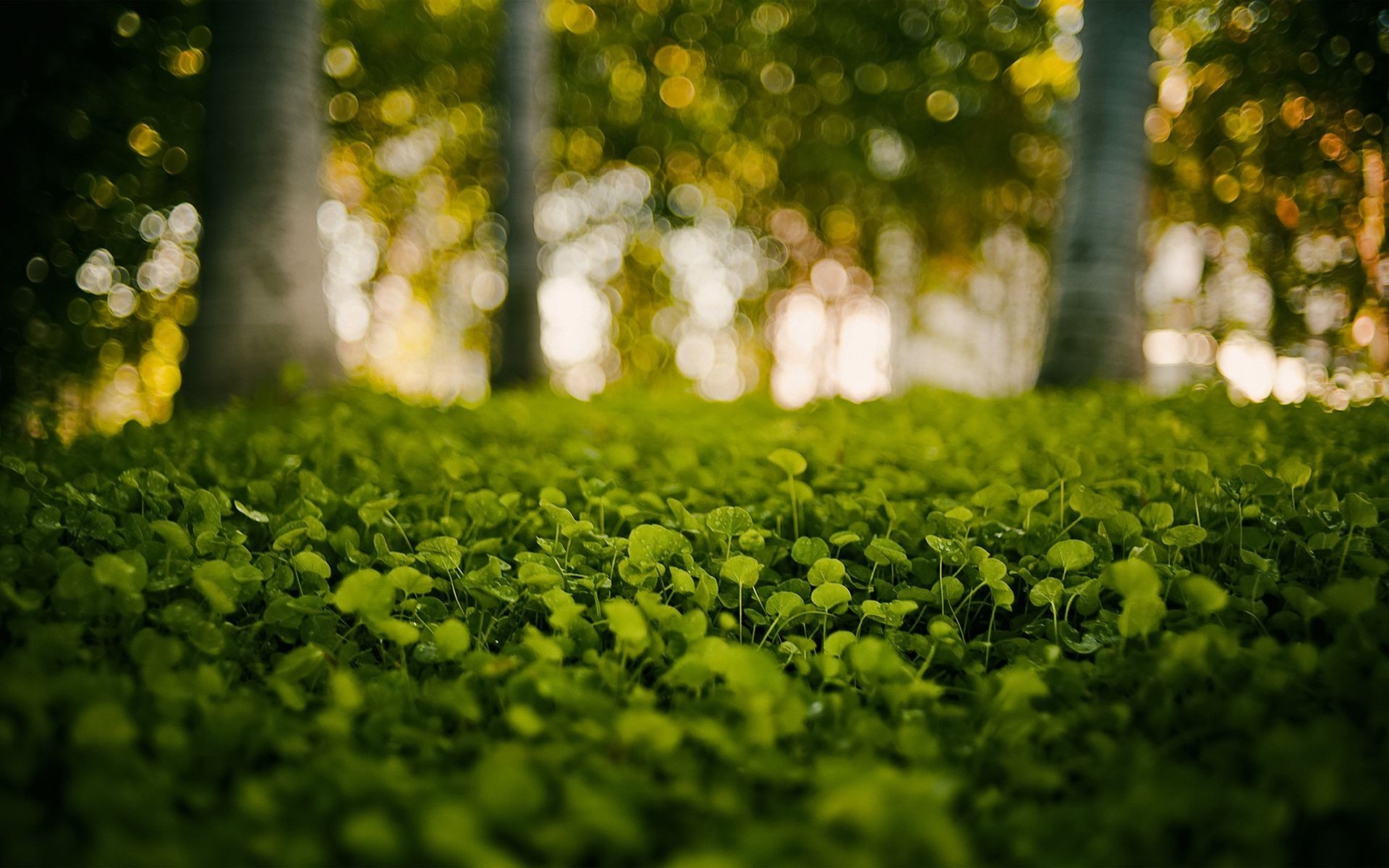 plants nature leaf flower landscape sun grass