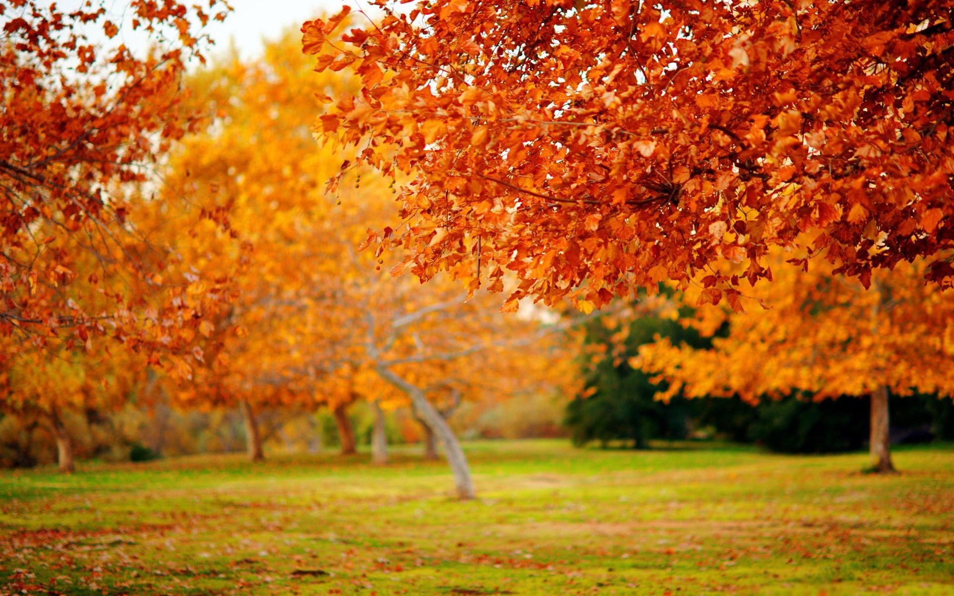 trees fall leaf season maple tree wood nature bright park landscape countryside rural gold color outdoors fair weather sun