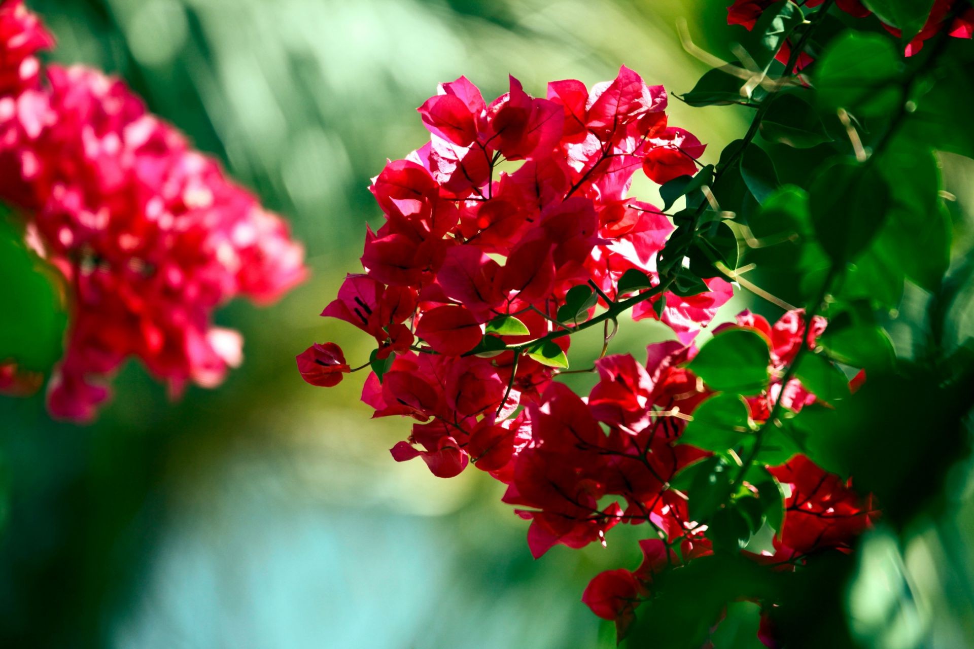 blumen natur blume garten blatt flora sommer hell filiale saison farbe im freien blühen wachstum baum strauch blütenblatt