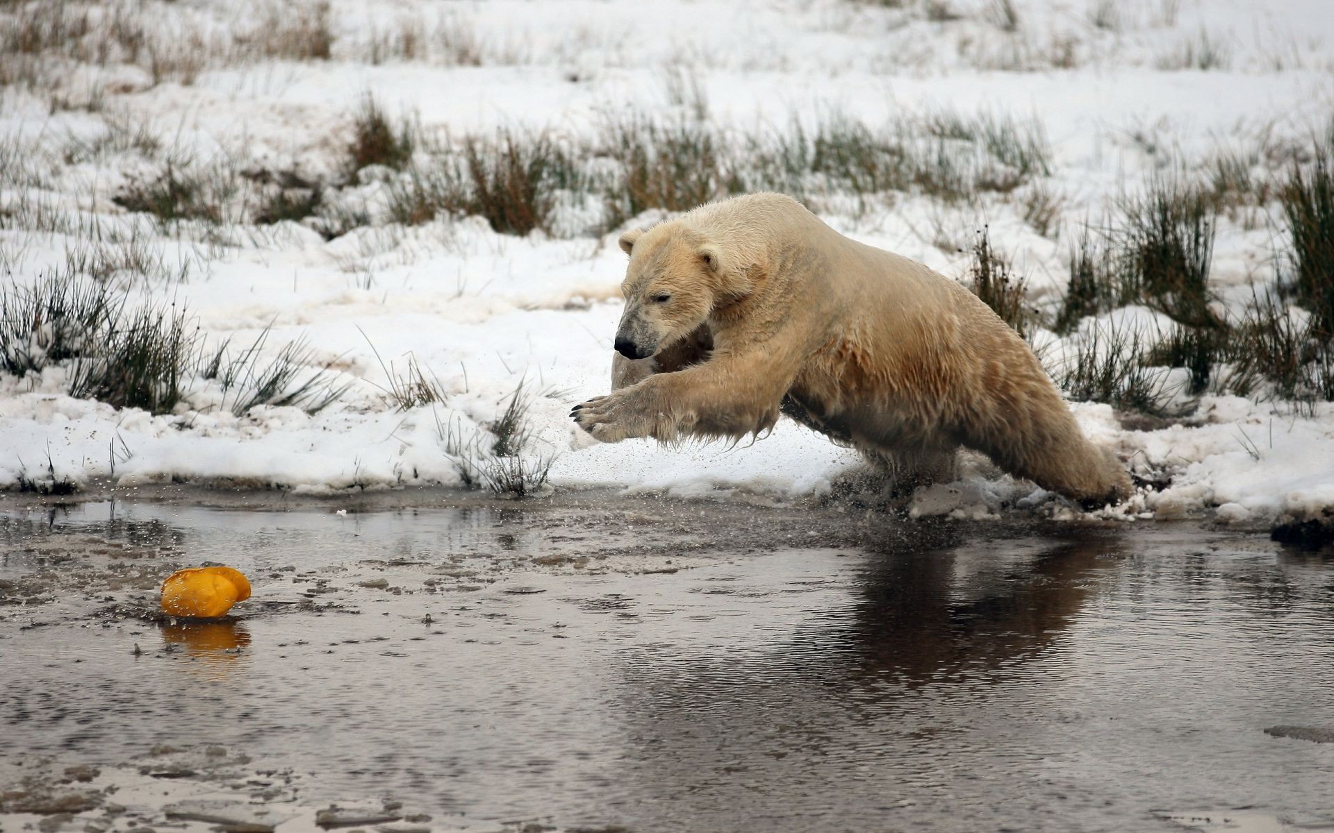 ursos inverno neve água mamífero vida selvagem natureza frio ao ar livre animal gelo parque