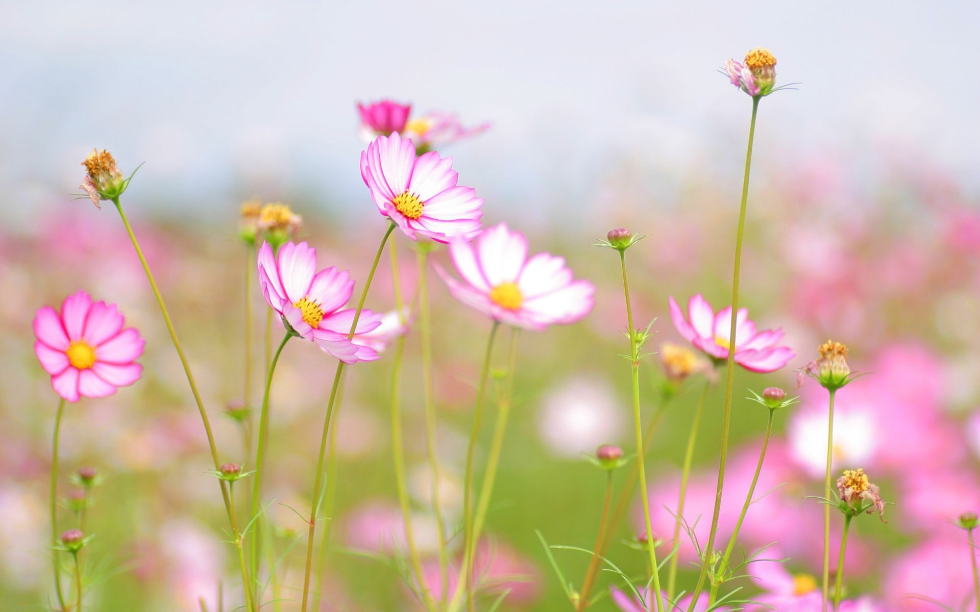 wildblumen natur blume sommer flora hell garten wachstum raum blühen blumen feld gutes wetter blütenblatt gras blatt farbe wild im freien sonne