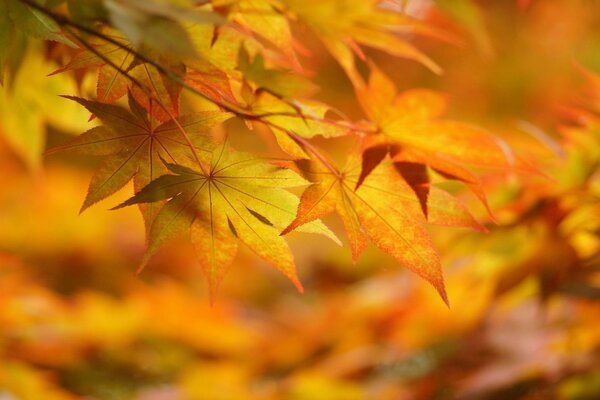 Feuilles d érable vives en automne