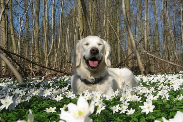 Landschaft. Ein weißer Hund. Die Blumen