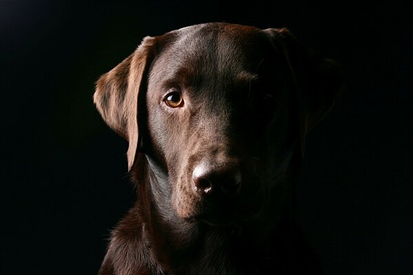 Perro perro retrato noche