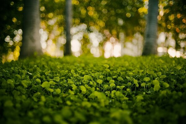 Waldlandschaft mit Soft-Fokus-Effekt. Im Vordergrund der Pflanze mit runden Blättern