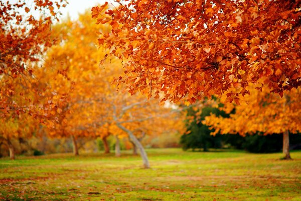 Tolle Herbstnatur, um die Stimmung zu heben