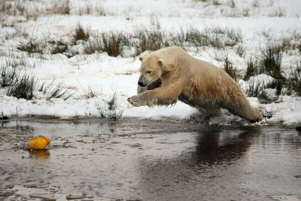 Winter bear water snow