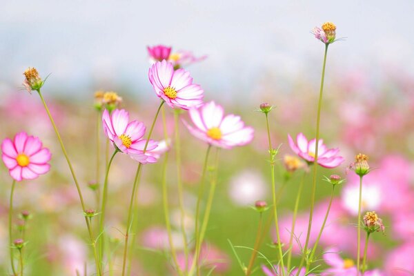 Summer beauty flowers tenderness flower freshness