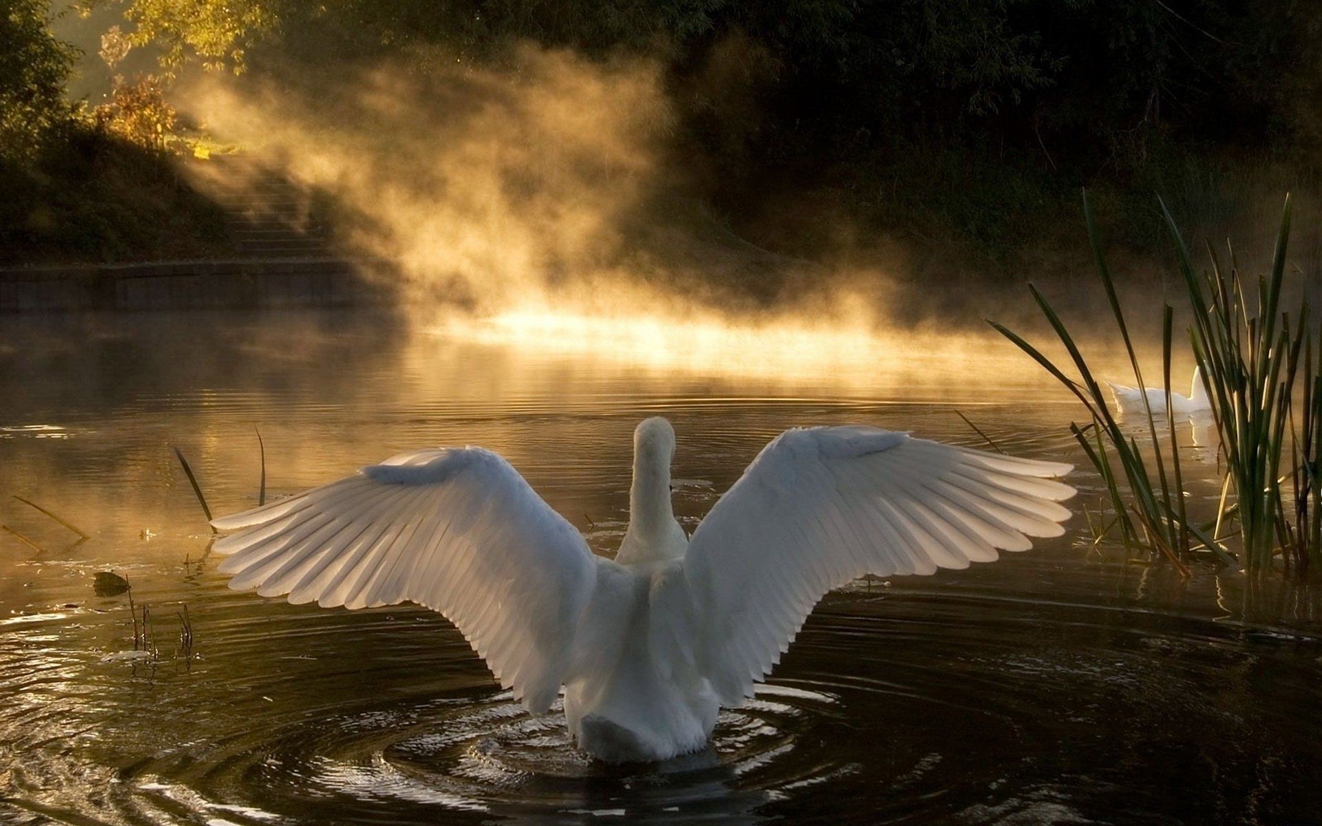 tiere vogel wasser see schwan fluss reflexion im freien natur möwen dämmerung tierwelt sonnenuntergang schwimmbad wasservögel ente gans