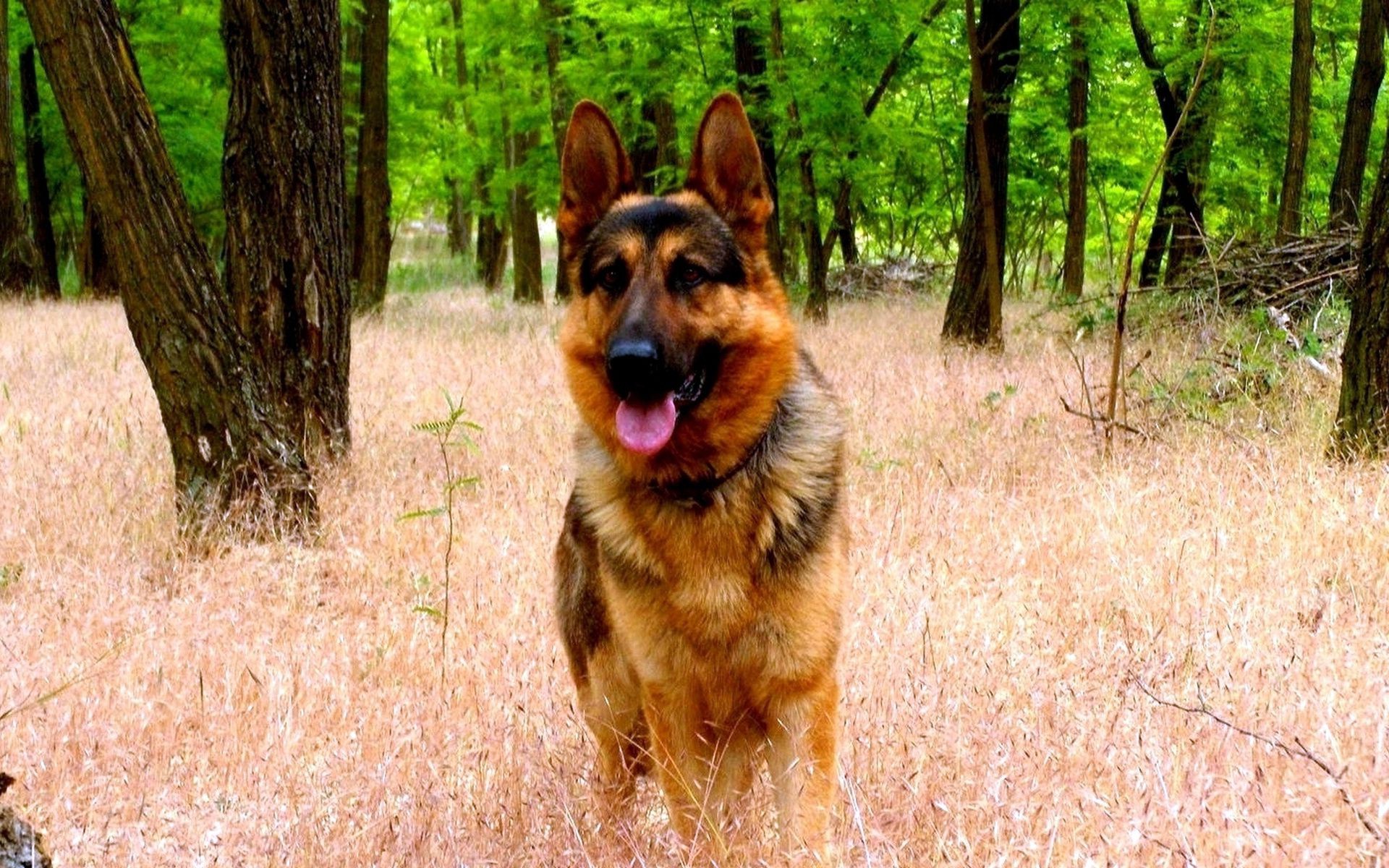 dogs dog pet mammal canine animal nature grass cute portrait outdoors fur breed