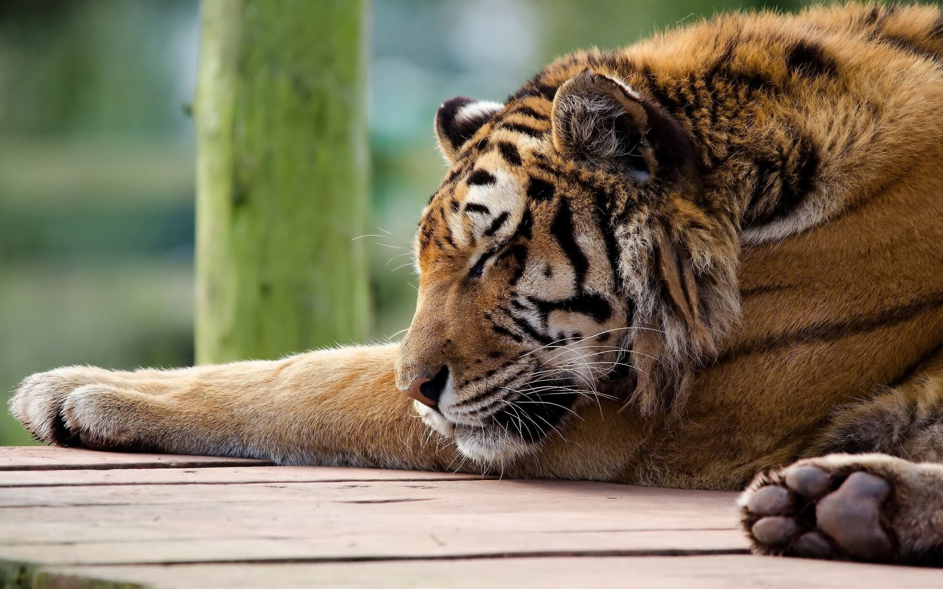 tygrysy kot zwierzę przyroda ssak tygrys futro zoo drapieżnik dziki dżungla mięsożerca safari duży myśliwy portret natura oko głowa polowanie