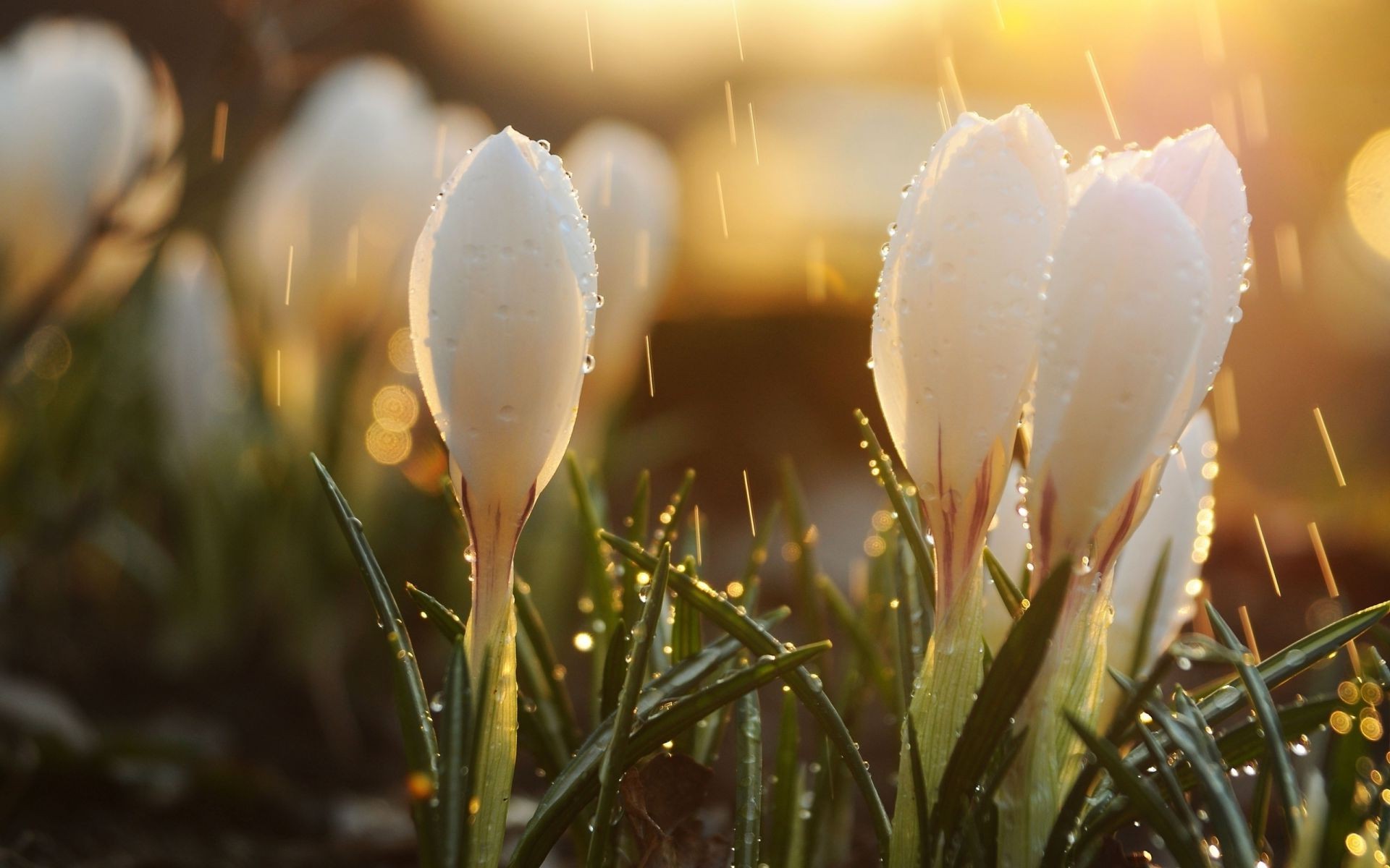 flowers nature easter flower grass outdoors blur fair weather sun field leaf summer tulip