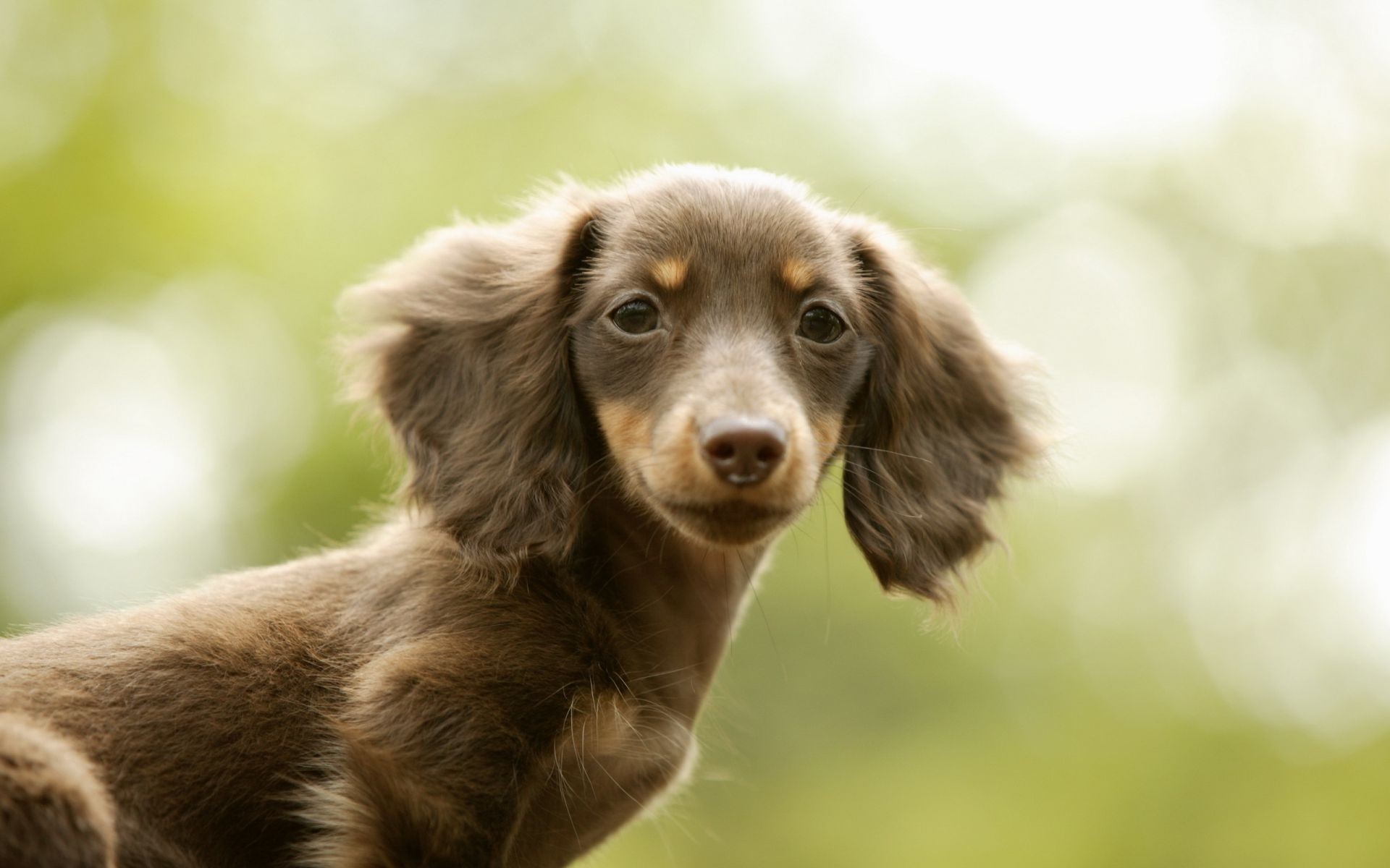 köpekler köpek sevimli memeli hayvan evde beslenen hayvan portre köpek eğitmeni köpek yavrusu küçük genç tarama çimen kürk cins doğa göz çok güzel