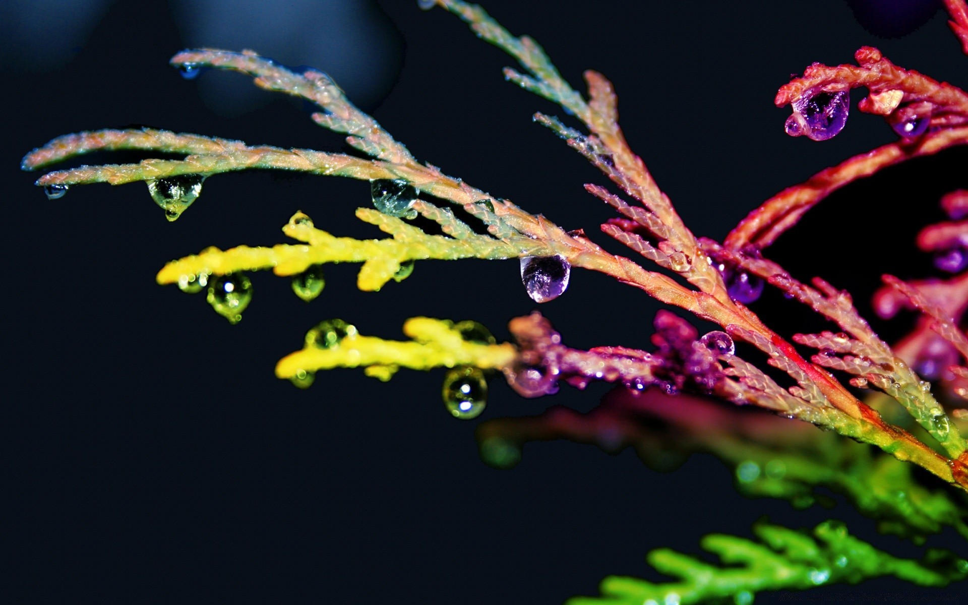 couleurs vives flore feuille fleur couleur arbre nature flou invertébrés jardin hiver lumière branche à l extérieur biologie