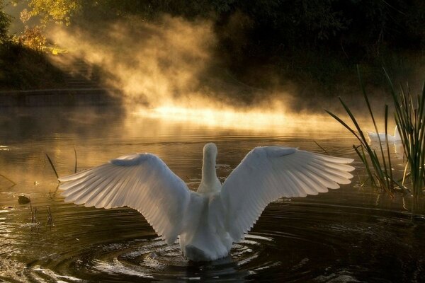 Cisne blanco inspecciona las aguas del lago