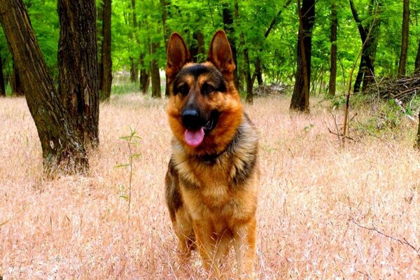 Fotos de cães na natureza na floresta