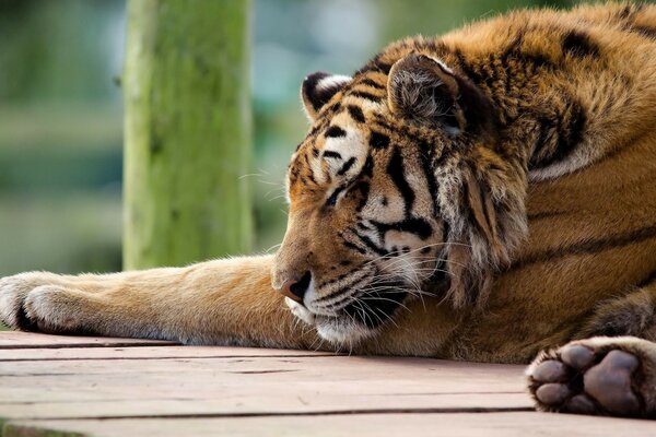 Mammifero. Tigri. Animale. Natura