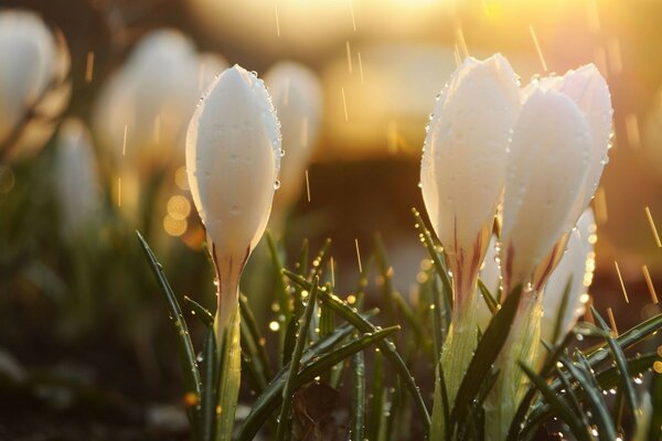 Perce-neige sous la première pluie de printemps