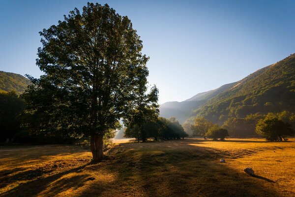 Der Baum. Landschaft. Die Natur. Der Berg. Sonnenuntergang