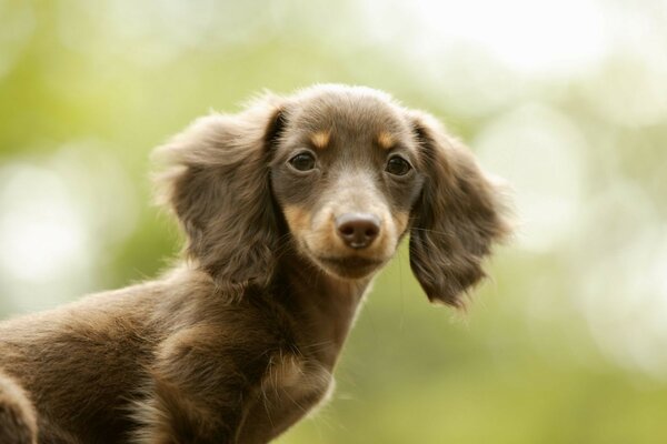 Cute dogs, beautiful animals