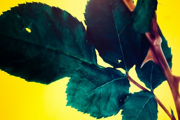 Herbstlaub auf einem Zweig Bild einer Rose