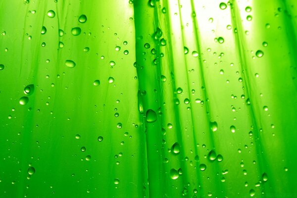 قطرات الندى على خلفية خضراء