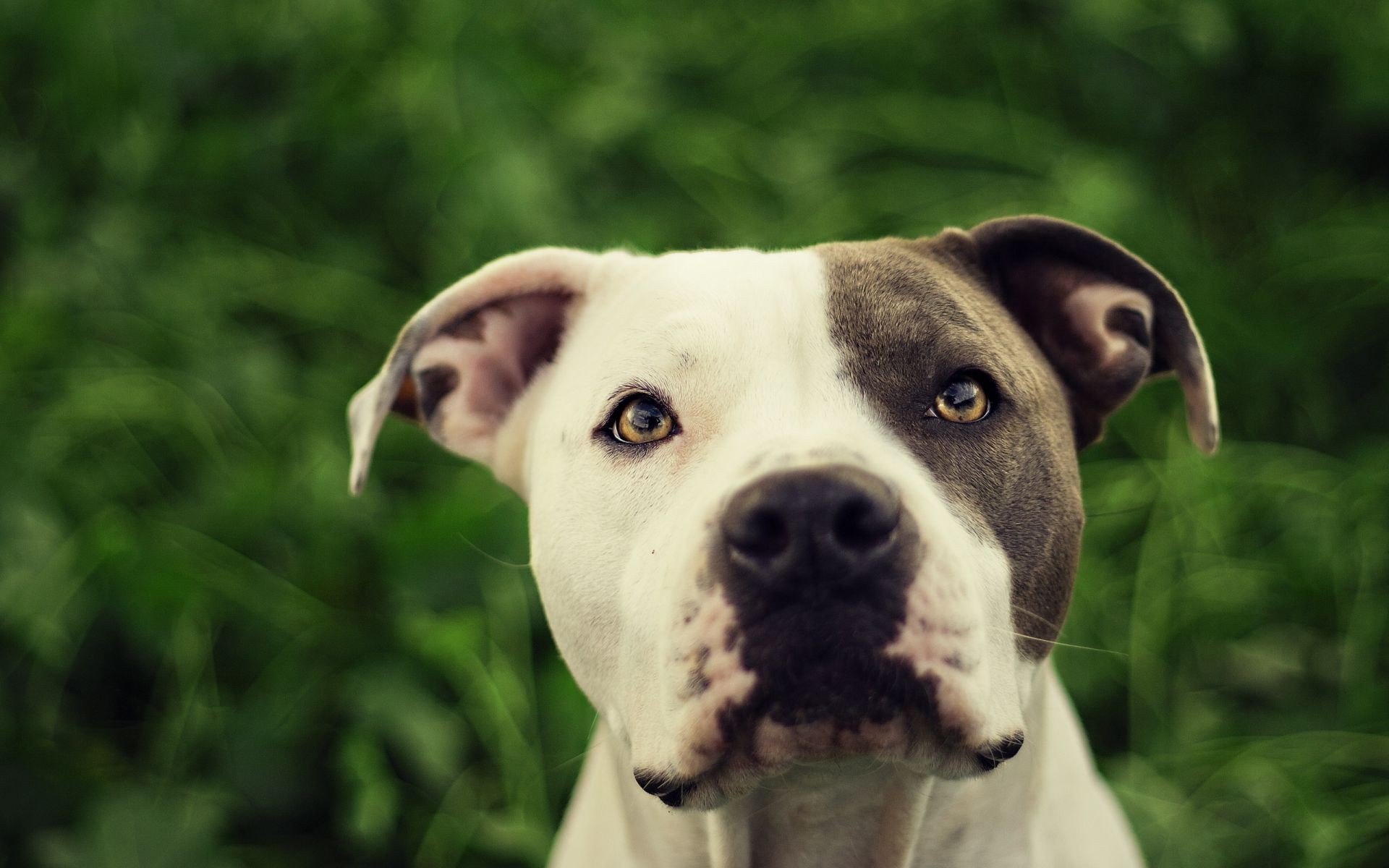 cane cane ritratto carino canino animale mammifero animale domestico natura erba cucciolo occhio anteprima giovane divertente