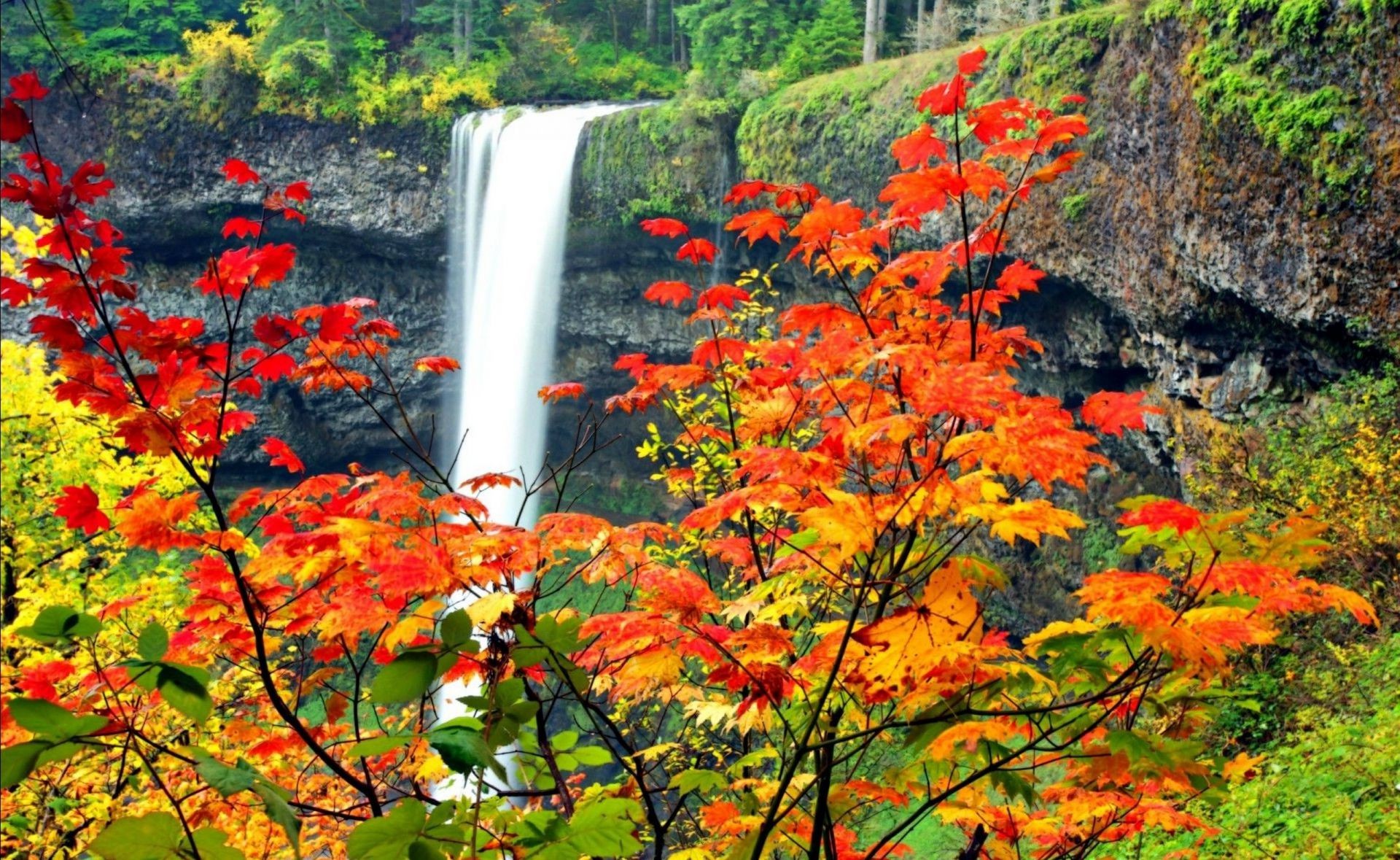 cascate autunno foglia natura maple tree stagione parco in legno paesaggio all aperto flora paesaggio di colore vivid vivid lussureggiante ramo scenic