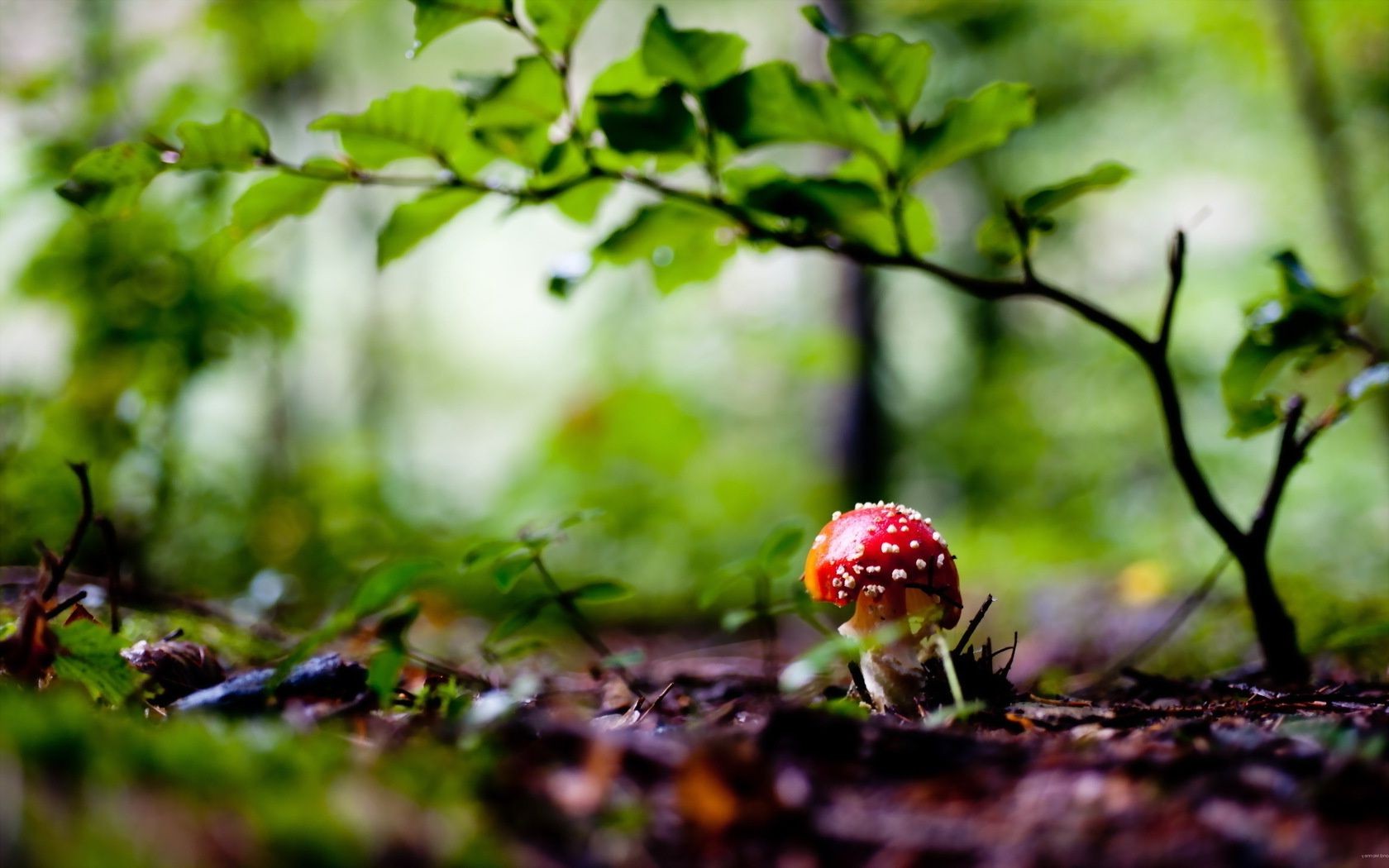 mushrooms leaf nature growth summer outdoors fall flora wood tree food mushroom grass fungus fair weather